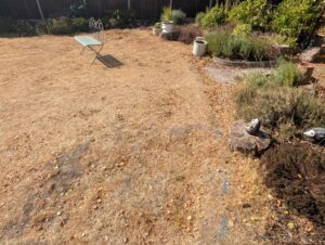 Existing garden lawn and borders before path installation