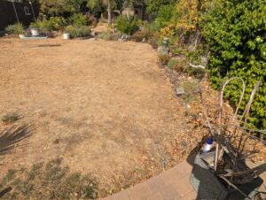 Right-hand lawn edge and planted border before the new garden path