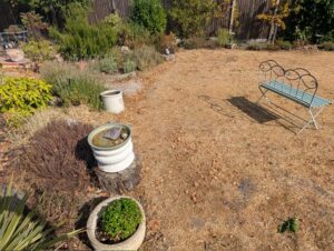Bexley rear garden lawn and planting borders before the new path